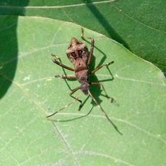 Riptortus pedestris