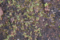 Riccia