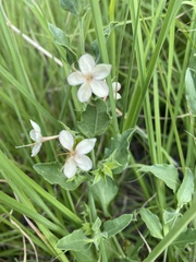 Tetraclea coulteri