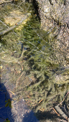 Fontinalis antipyretica