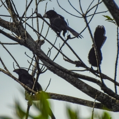 Crotophaga sulcirostris
