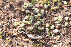 Fossombronia intestinalis