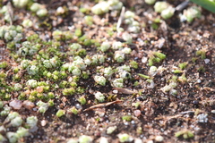 Fossombronia intestinalis