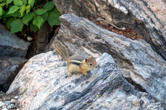 Callospermophilus lateralis