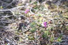 Stylidium septentrionale