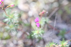 Stylidium septentrionale