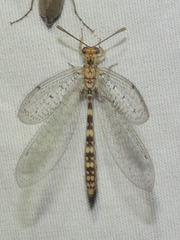 Brachynemurini