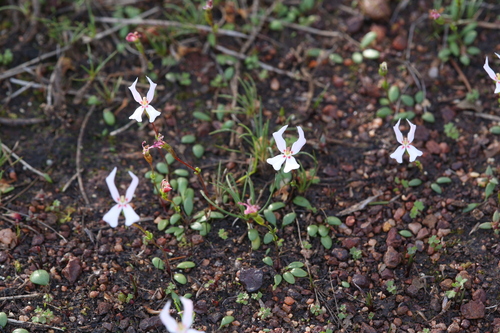 Image of Stylidium emarginatum by (c) Hugo Innes, some rights reserved (CC BY)