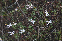 Stylidium emarginatum