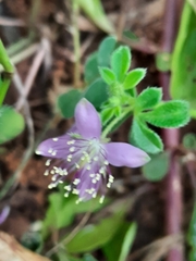 Cleome felina