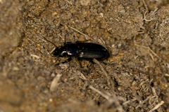 Harpalinae
