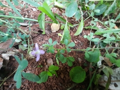 Cleome felina