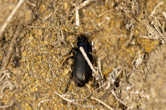 Harpalinae