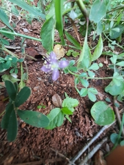 Cleome felina