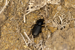 Harpalinae