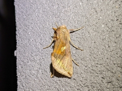 Autographa metallica