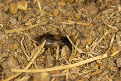 Anisodactylus sanctaecrucis