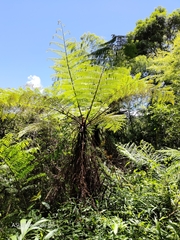 Alsophila spinulosa