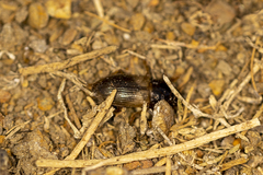 Anisodactylus sanctaecrucis