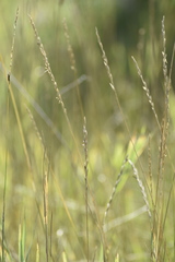 Elymus repens