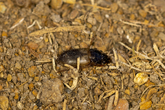 Anisodactylus sanctaecrucis