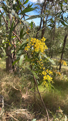 Phyllodineae