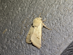 Dichagyris variabilis