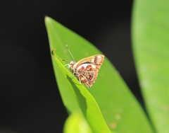 Hypochrysops narcissus