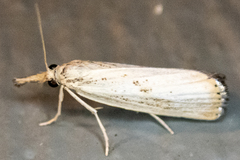 Agriphila vulgivagellus