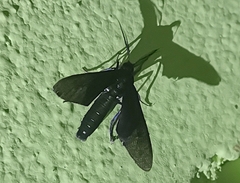 Macrocneme chrysitis