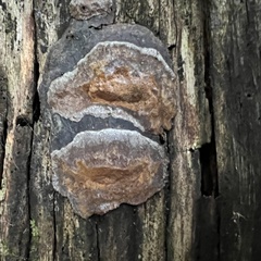 Hymenochaete rubiginosa