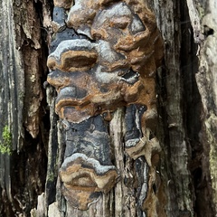 Hymenochaete rubiginosa