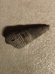 Batillaria attramentaria