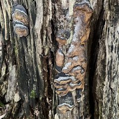 Hymenochaete rubiginosa