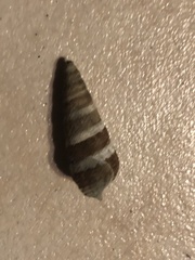 Batillaria attramentaria