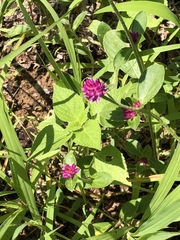 Gomphrena serrata