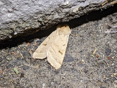 Dichagyris variabilis