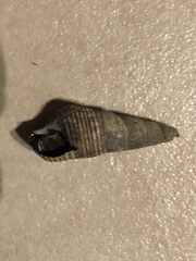 Batillaria attramentaria
