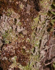 Cladonia