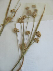 Luzula multiflora multiflora