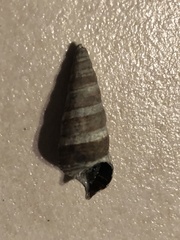 Batillaria attramentaria