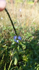 Stachytarpheta