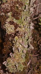 Cladonia