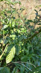 Stachytarpheta