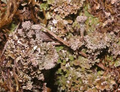 Cladonia