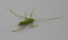 Meconema thalassinum