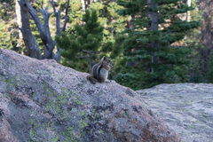 Callospermophilus lateralis