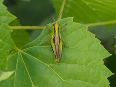 Melanoplus bivittatus