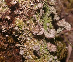 Cladonia