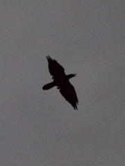 Corvus corax